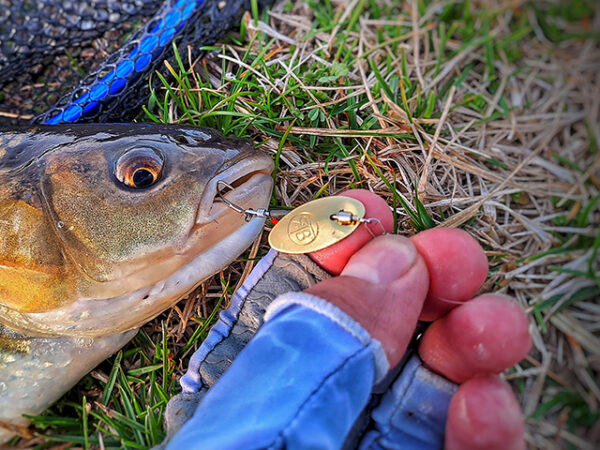 Lingurita rotativa RTB InLine Spinner #1 1.6g 02 Gold Blade foto 6