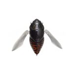 Vobler MEGABASS GRAN SIGLETT 42.5mm 7gr FF KURO AGEHA